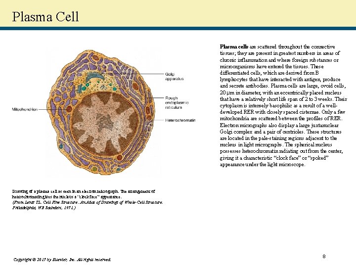 Plasma Cell Plasma cells are scattered throughout the connective tissues; they are present in