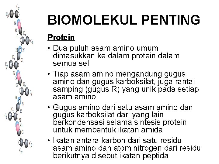 BIOMOLEKUL PENTING Protein • Dua puluh asam amino umum dimasukkan ke dalam protein dalam