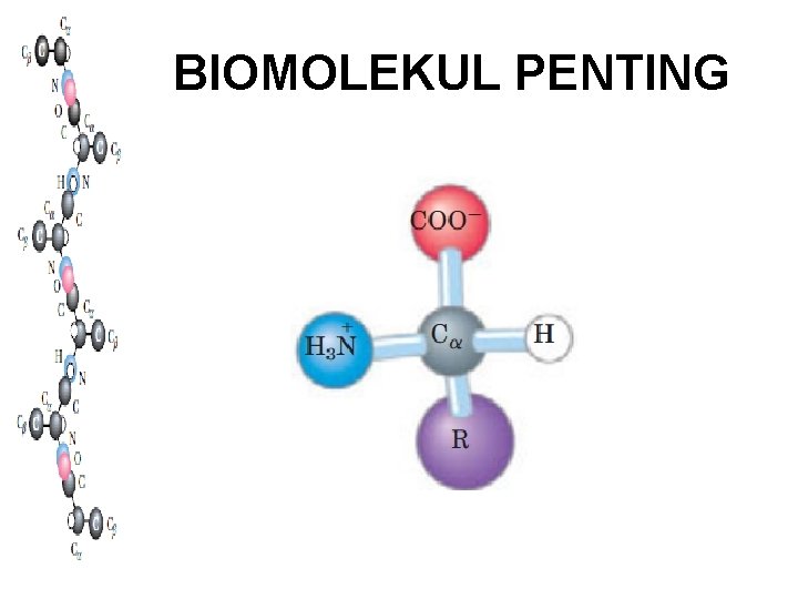 BIOMOLEKUL PENTING 