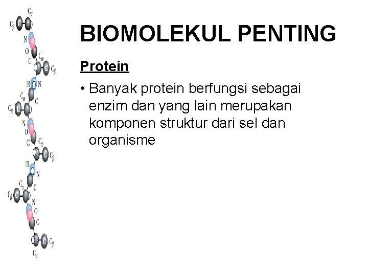 BIOMOLEKUL PENTING Protein • Banyak protein berfungsi sebagai enzim dan yang lain merupakan komponen