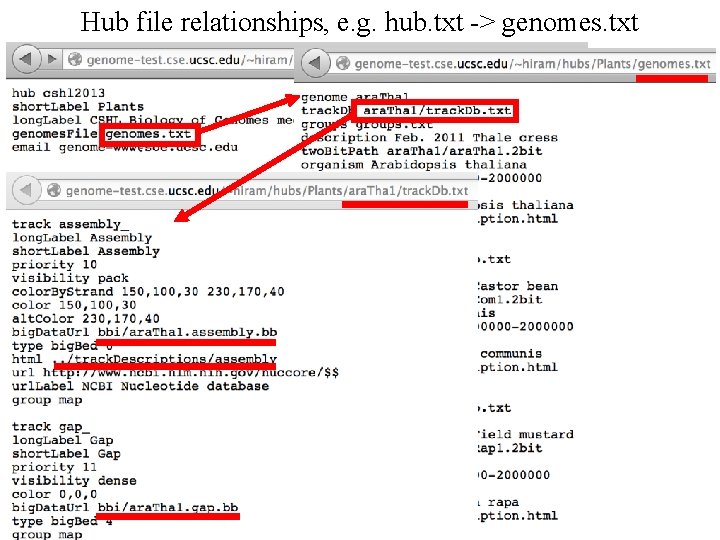 Hub file relationships, e. g. hub. txt -> genomes. txt 