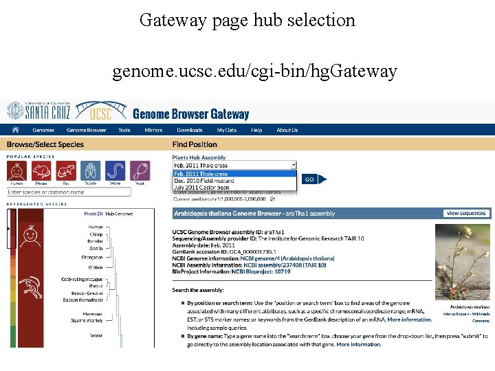 Gateway page hub selection genome. ucsc. edu/cgi-bin/hg. Gateway 