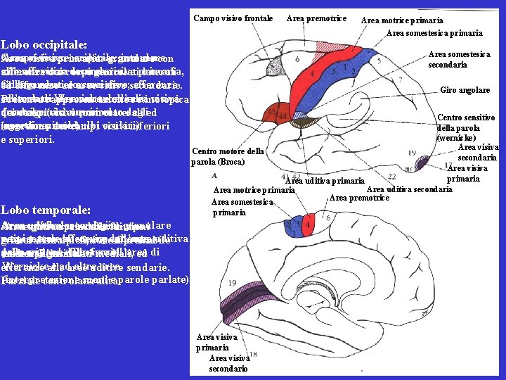 Campo visivo frontale Lobo occipitale: Campo Area visiva visivo secondaria: occipitale: granulare intorno con