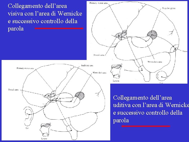 Collegamento dell’area visiva con l’area di Wernicke e successivo controllo della parola Collegamento dell’area