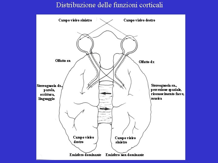 Distribuzione delle funzioni corticali Campo visivo sinistro Campo visivo destro Olfatto sn Olfatto dx