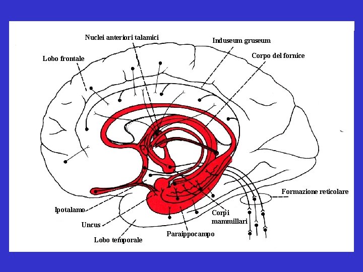 Nuclei anteriori talamici Induseum gruseum Corpo del fornice Lobo frontale Formazione reticolare Ipotalamo Uncus