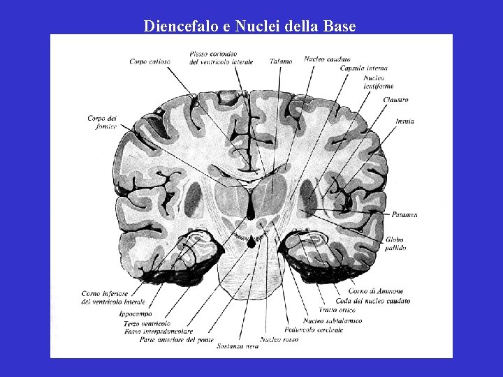 Diencefalo e Nuclei della Base 