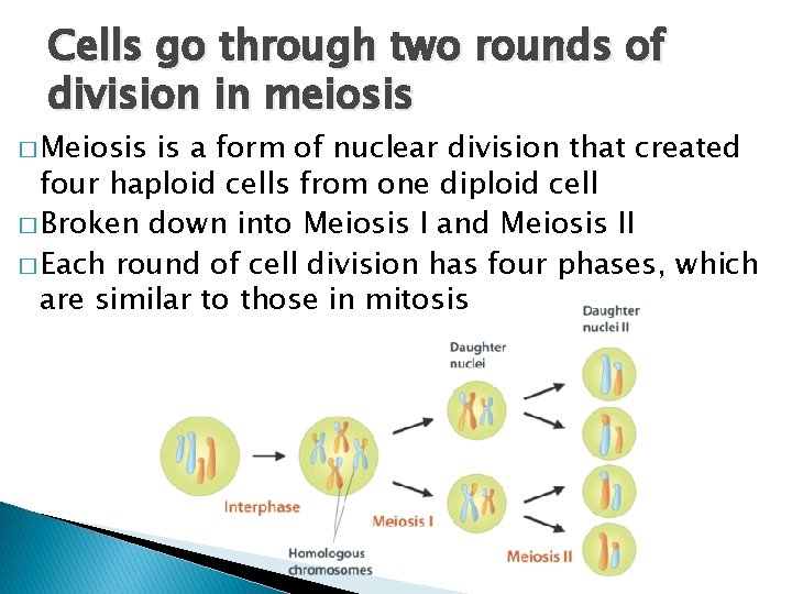 Cells go through two rounds of division in meiosis � Meiosis is a form