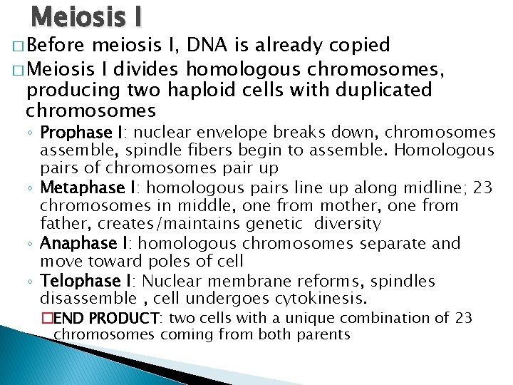 Meiosis I � Before meiosis I, DNA is already copied � Meiosis I divides