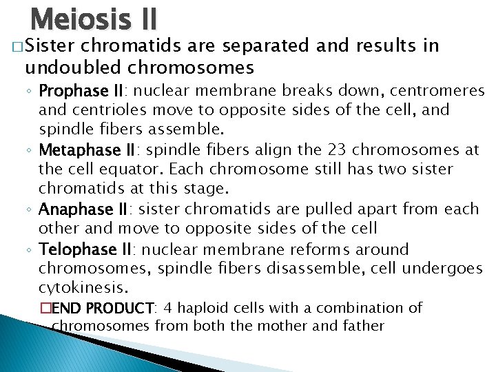 Meiosis II � Sister chromatids are separated and results in undoubled chromosomes ◦ Prophase