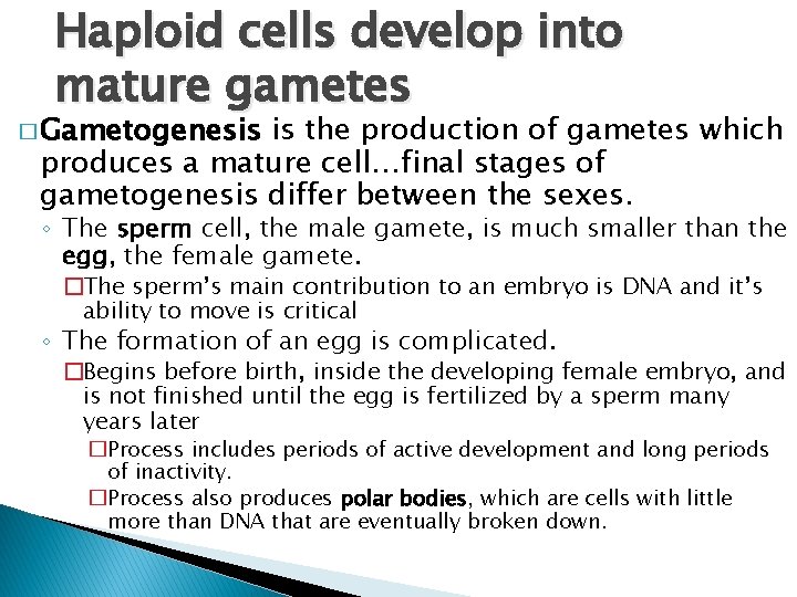 Haploid cells develop into mature gametes � Gametogenesis is the production of gametes which