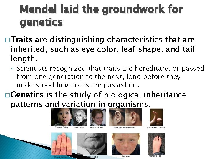 Mendel laid the groundwork for genetics � Traits are distinguishing characteristics that are inherited,