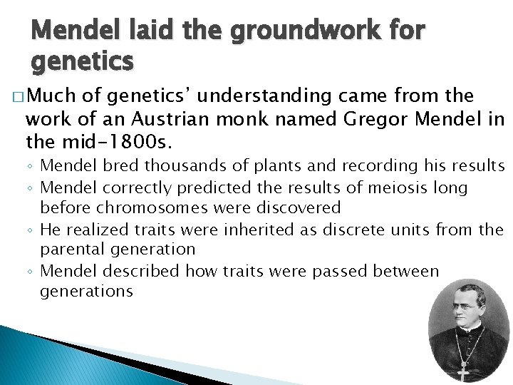 Mendel laid the groundwork for genetics � Much of genetics’ understanding came from the