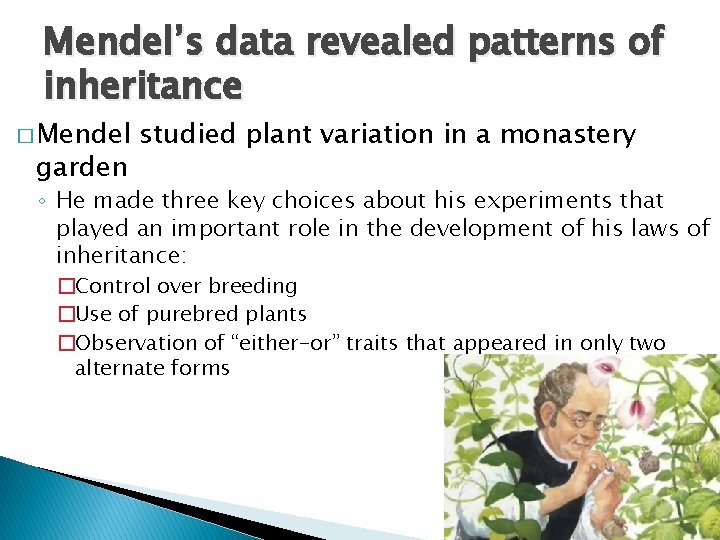 Mendel’s data revealed patterns of inheritance � Mendel garden studied plant variation in a