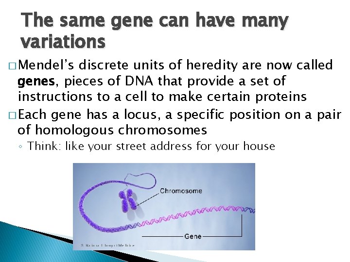 The same gene can have many variations � Mendel’s discrete units of heredity are
