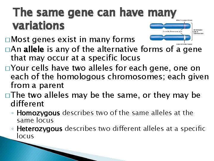 The same gene can have many variations � Most genes exist in many forms