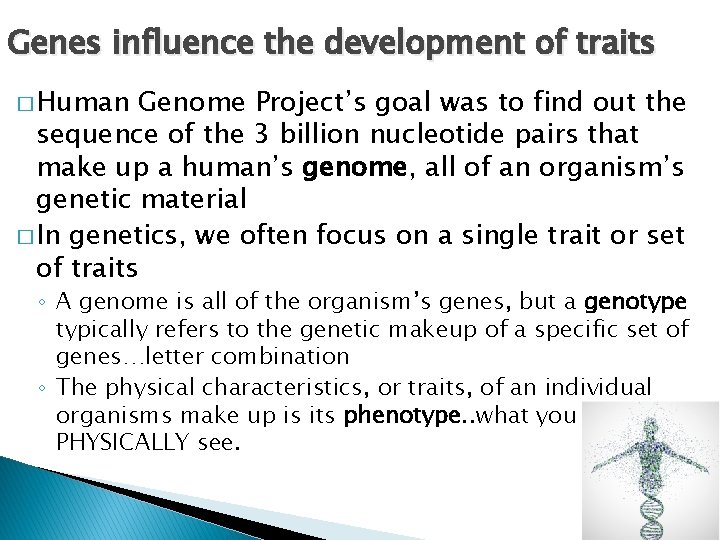 Genes influence the development of traits � Human Genome Project’s goal was to find