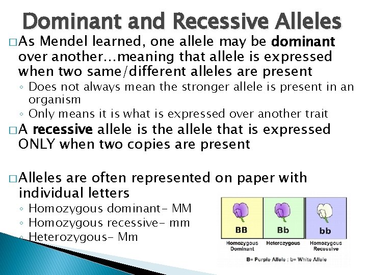 Dominant and Recessive Alleles � As Mendel learned, one allele may be dominant over