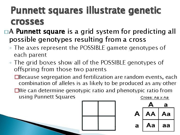 Punnett squares illustrate genetic crosses �A Punnett square is a grid system for predicting