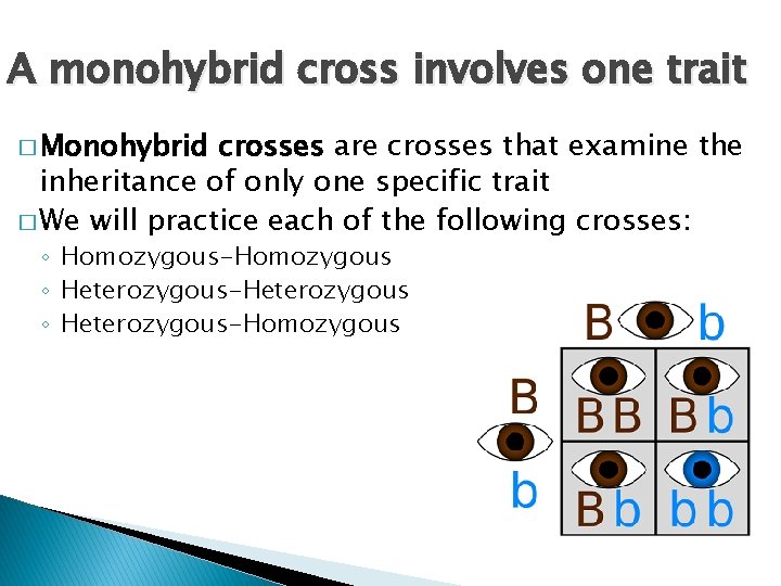 A monohybrid cross involves one trait � Monohybrid crosses are crosses that examine the