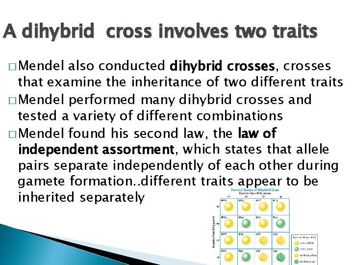 A dihybrid cross involves two traits � Mendel also conducted dihybrid crosses, crosses that