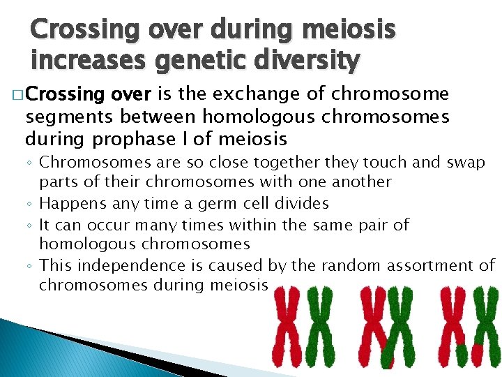 Crossing over during meiosis increases genetic diversity � Crossing over is the exchange of