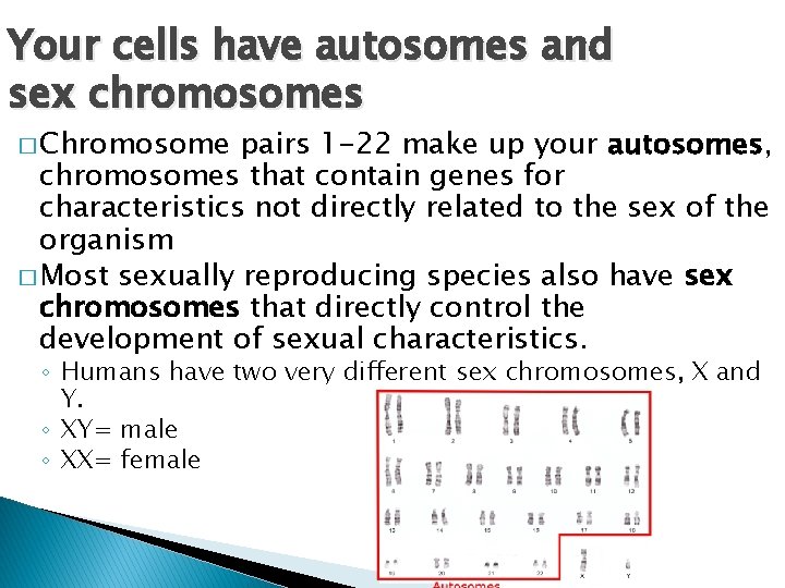 Your cells have autosomes and sex chromosomes � Chromosome pairs 1 -22 make up