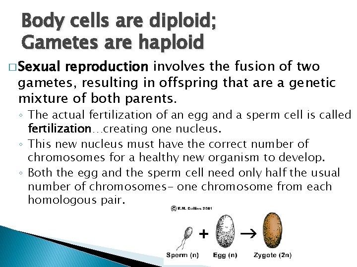 Body cells are diploid; Gametes are haploid � Sexual reproduction involves the fusion of