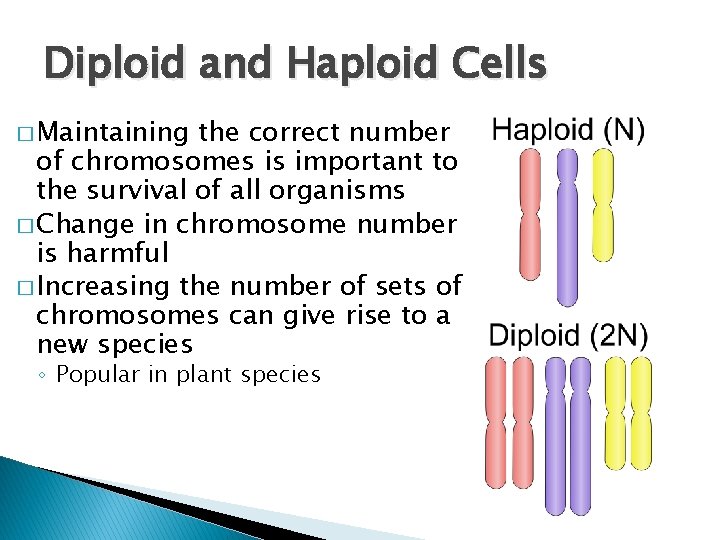 Diploid and Haploid Cells � Maintaining the correct number of chromosomes is important to