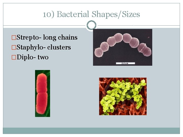 10) Bacterial Shapes/Sizes �Strepto- long chains �Staphylo- clusters �Diplo- two 