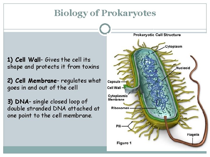 Biology of Prokaryotes 1) Cell Wall- Gives the cell its shape and protects it