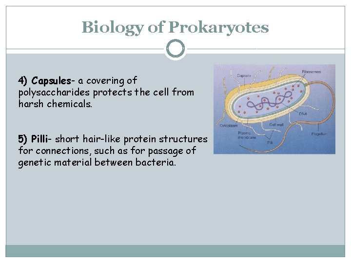 Biology of Prokaryotes 4) Capsules- a covering of polysaccharides protects the cell from harsh