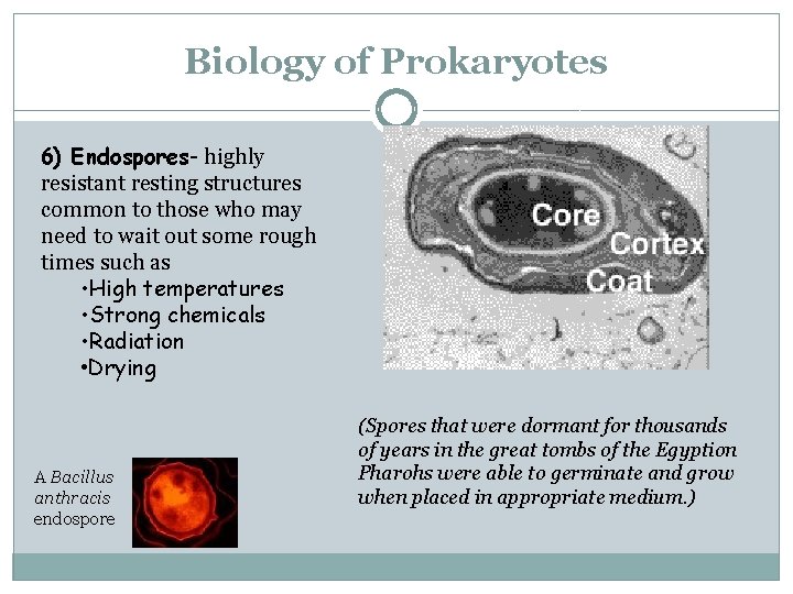 Biology of Prokaryotes 6) Endospores- highly resistant resting structures common to those who may