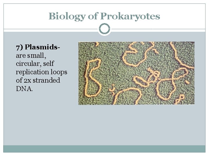 Biology of Prokaryotes 7) Plasmidsare small, circular, self replication loops of 2 x stranded