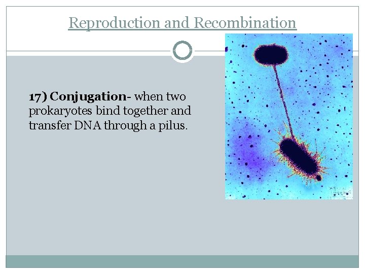 Reproduction and Recombination 17) Conjugation- when two prokaryotes bind together and transfer DNA through