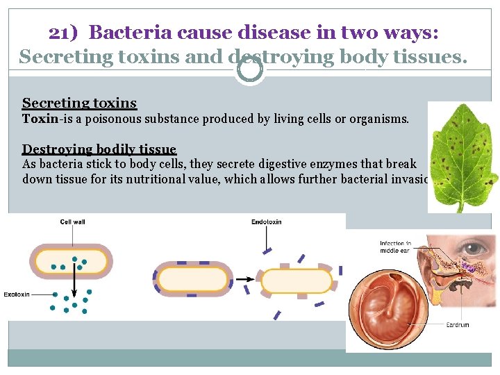 21) Bacteria cause disease in two ways: Secreting toxins and destroying body tissues. Secreting