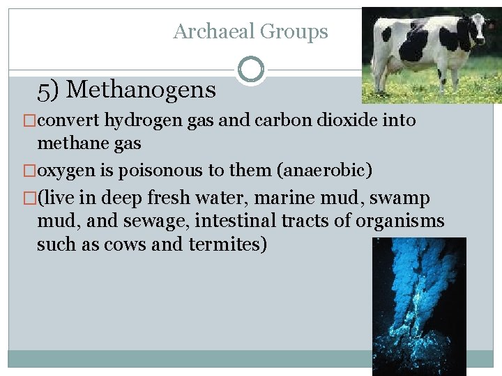 Archaeal Groups 5) Methanogens �convert hydrogen gas and carbon dioxide into methane gas �oxygen