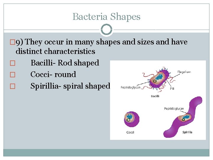 Bacteria Shapes � 9) They occur in many shapes and sizes and have distinct