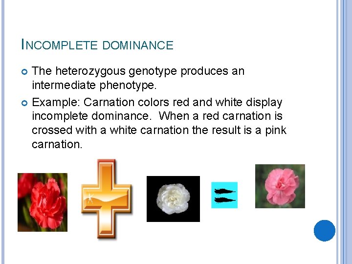 INCOMPLETE DOMINANCE The heterozygous genotype produces an intermediate phenotype. Example: Carnation colors red and