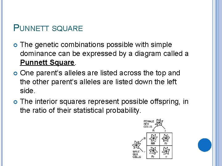 PUNNETT SQUARE The genetic combinations possible with simple dominance can be expressed by a