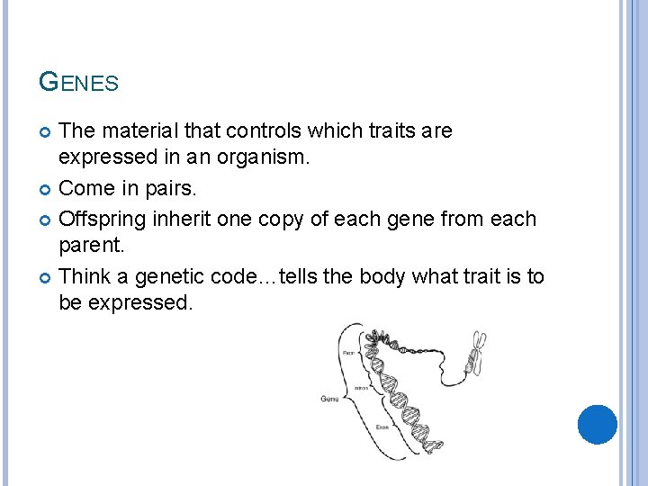 GENES The material that controls which traits are expressed in an organism. Come in