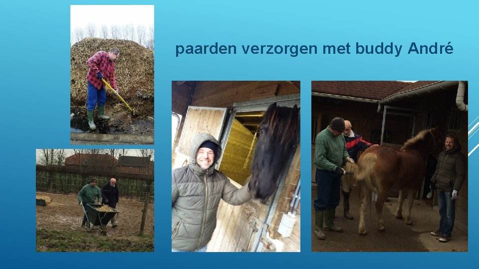 paarden verzorgen met buddy André 