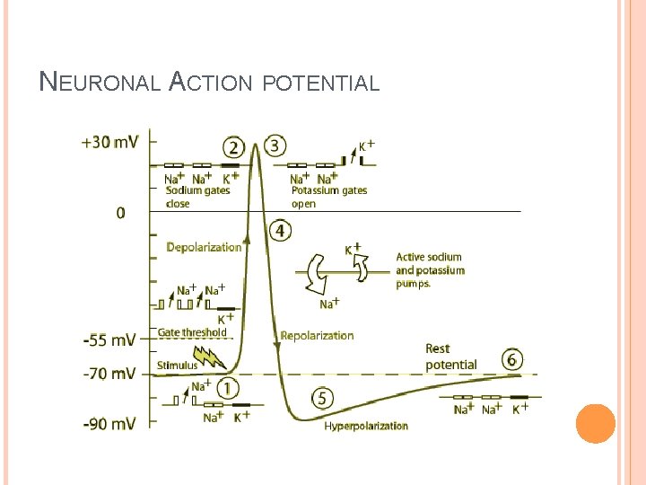 NEURONAL ACTION POTENTIAL 