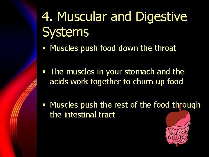 4. Muscular and Digestive Systems § Muscles push food down the throat § The