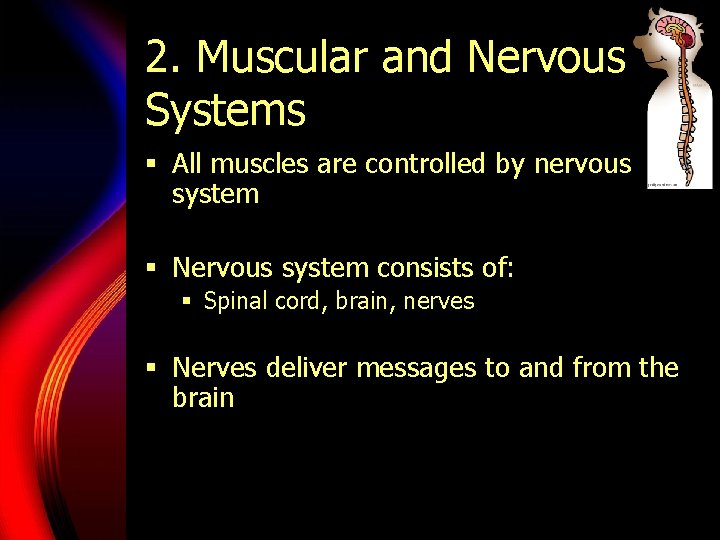 2. Muscular and Nervous Systems § All muscles are controlled by nervous system §
