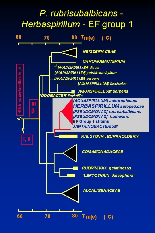 P. rubrisubalbicans Herbaspirillum - EF group 1 60 70 80 Tm(e) (°C) NEISSERIACEAE CHROMOBACTERIUM