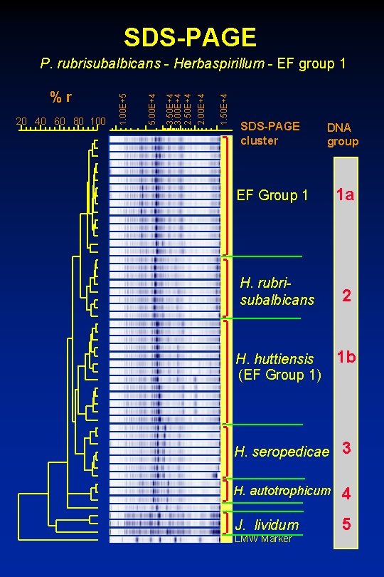 SDS-PAGE 1. 50 E+4 2. 00 E+4 3. 50 E+4 3. 00 E+4 2.