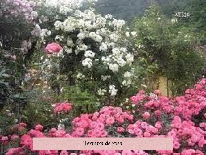 Ternura de rosa 