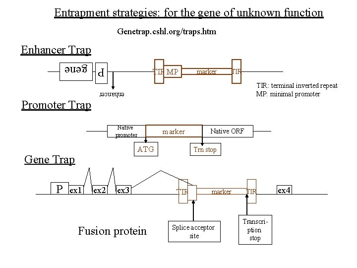 Entrapment strategies: for the gene of unknown function Genetrap. cshl. org/traps. htm Enhancer Trap