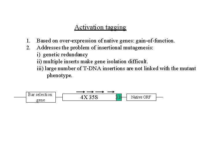 Activation tagging 1. 2. Based on over-expression of native genes: gain-of-function. Addresses the problem